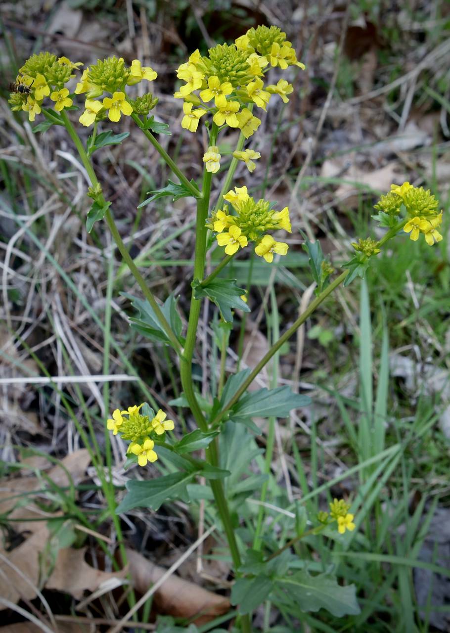 Photo of Wintercress