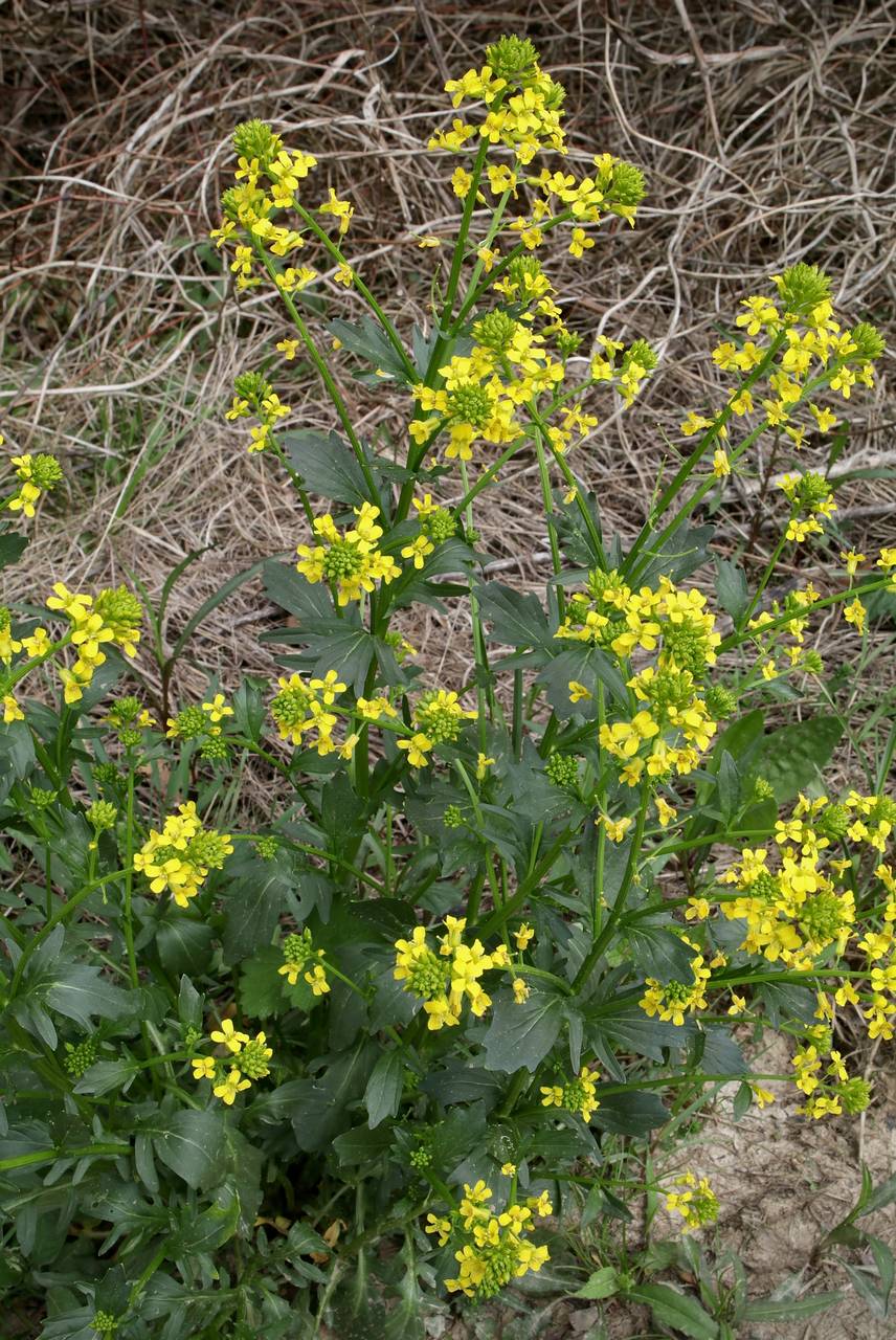 Photo of Wintercress