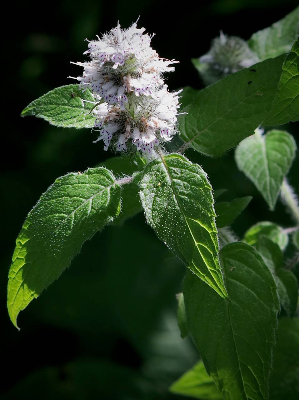 Photo of Hairy Wood Mint