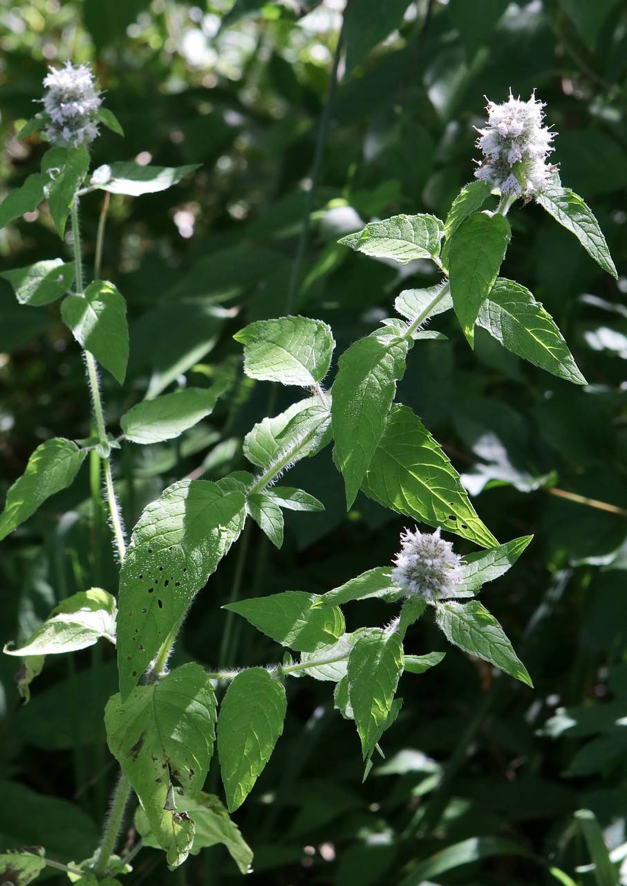 Photo of Hairy Wood Mint