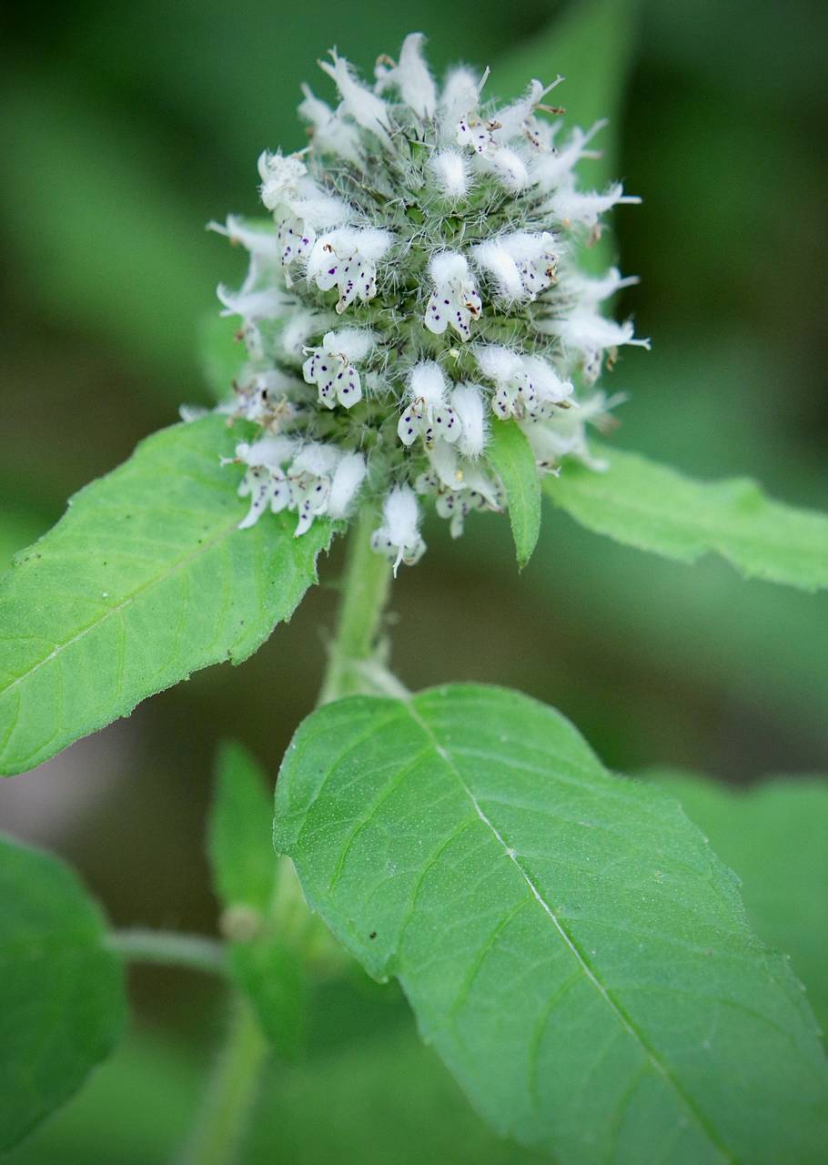 Photo of Hairy Wood Mint