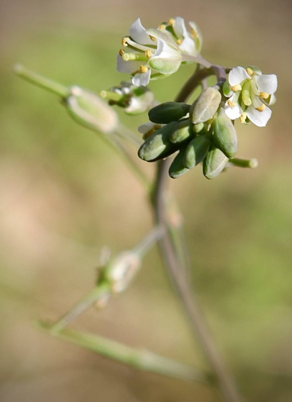 Photo of Smooth Rock Cress