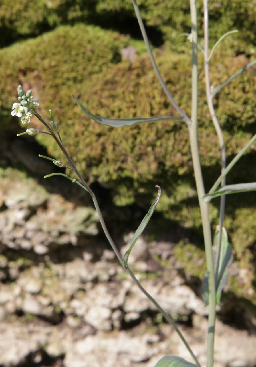 Photo of Smooth Rock Cress