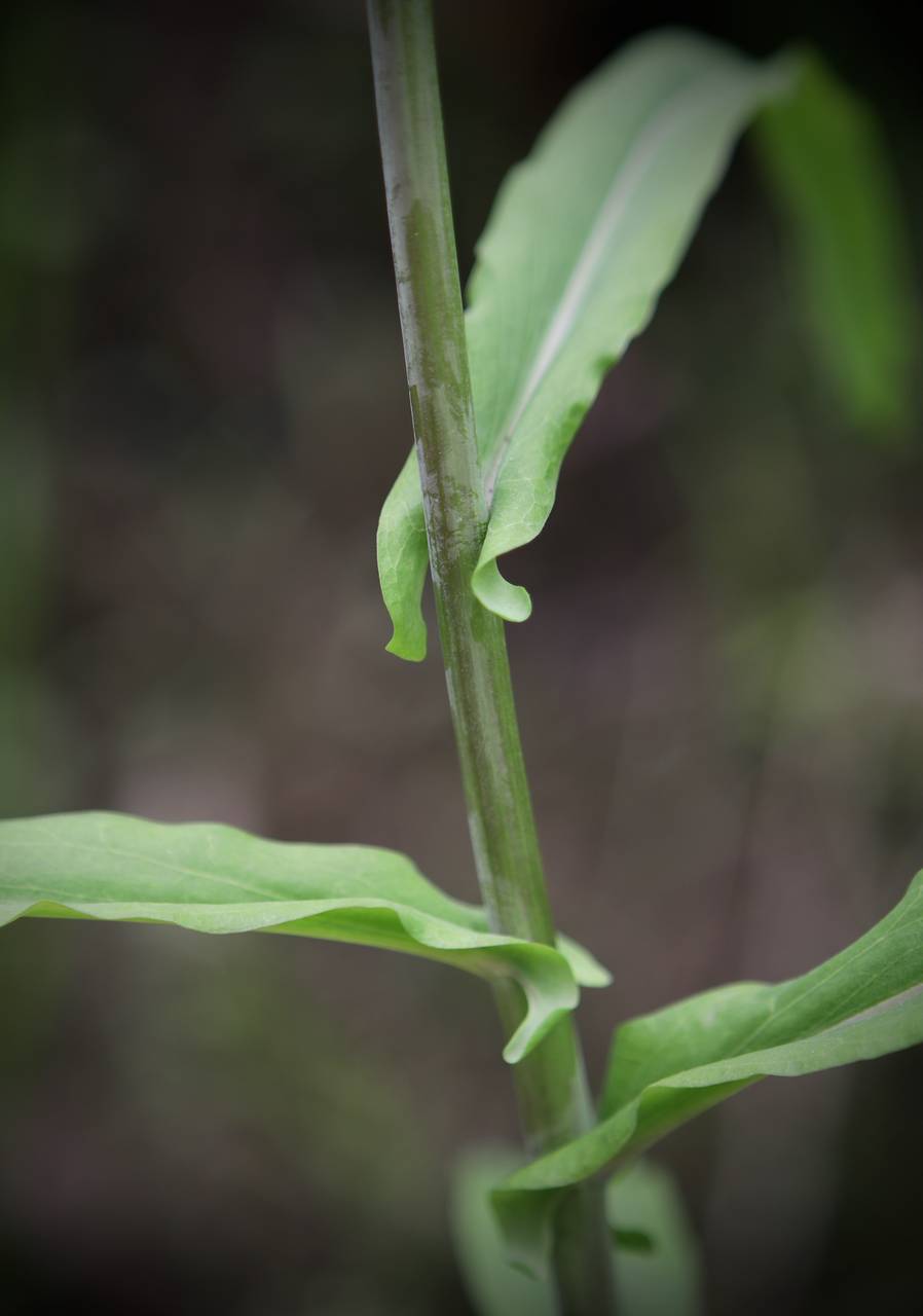 Photo of Smooth Rock Cress