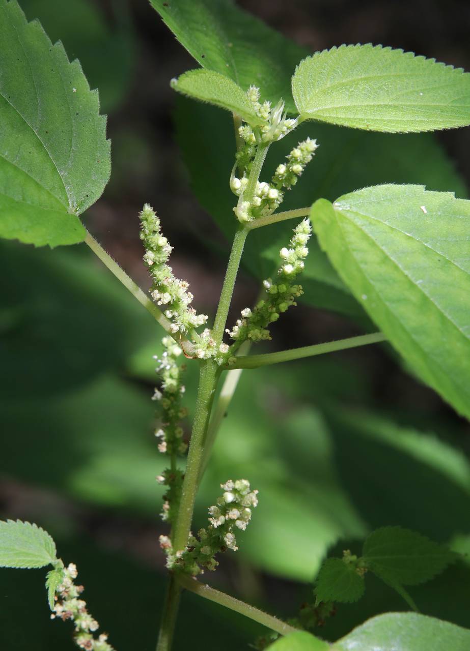 Photo of False Nettle