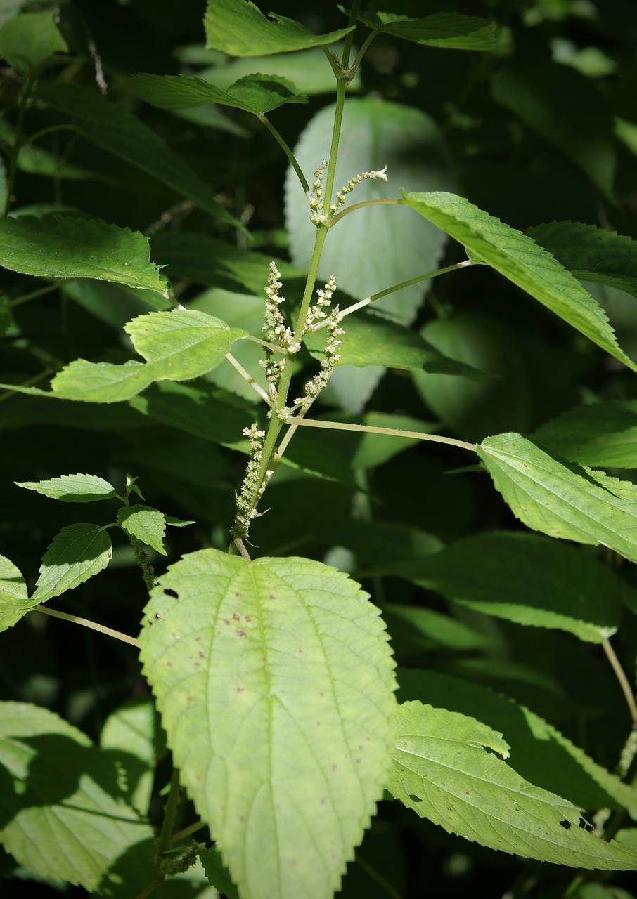 Photo of False Nettle