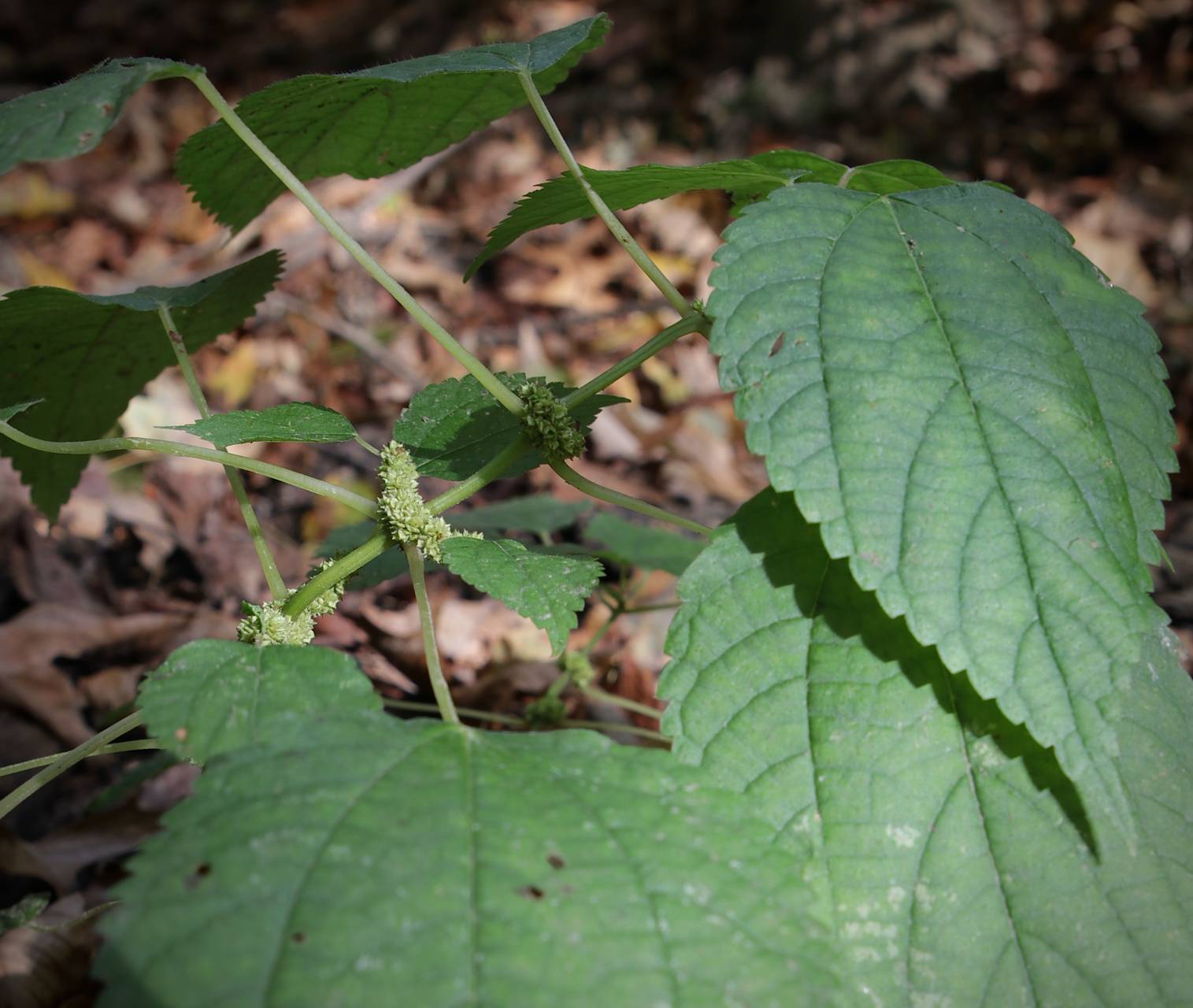 Photo of False Nettle