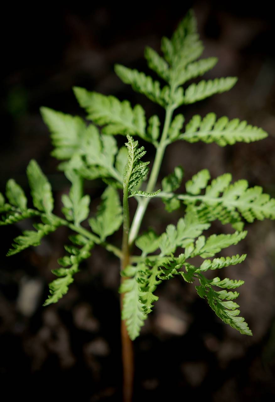 Photo of Rattlesnake Fern
