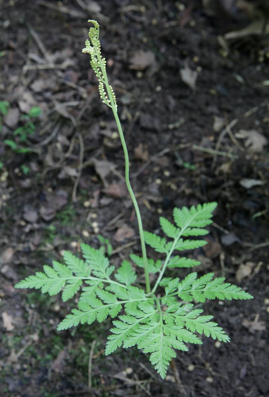 Photo of Rattlesnake Fern