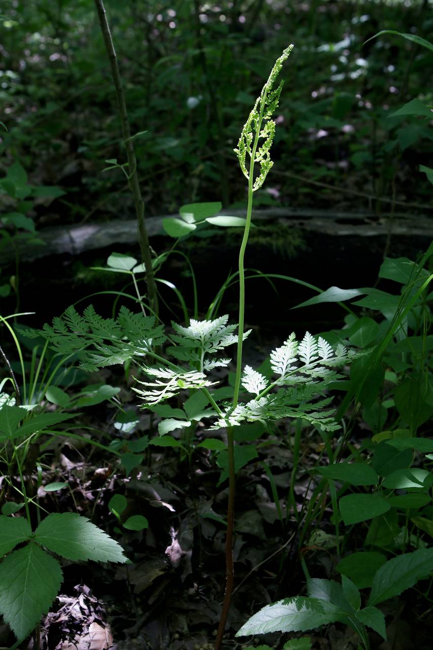 Photo of Rattlesnake Fern