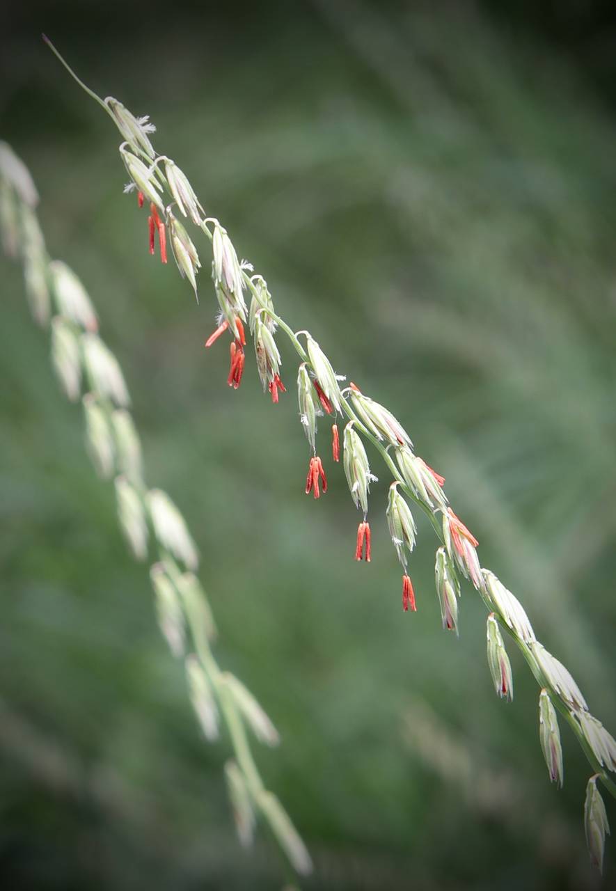 Photo of Sideoats Grama