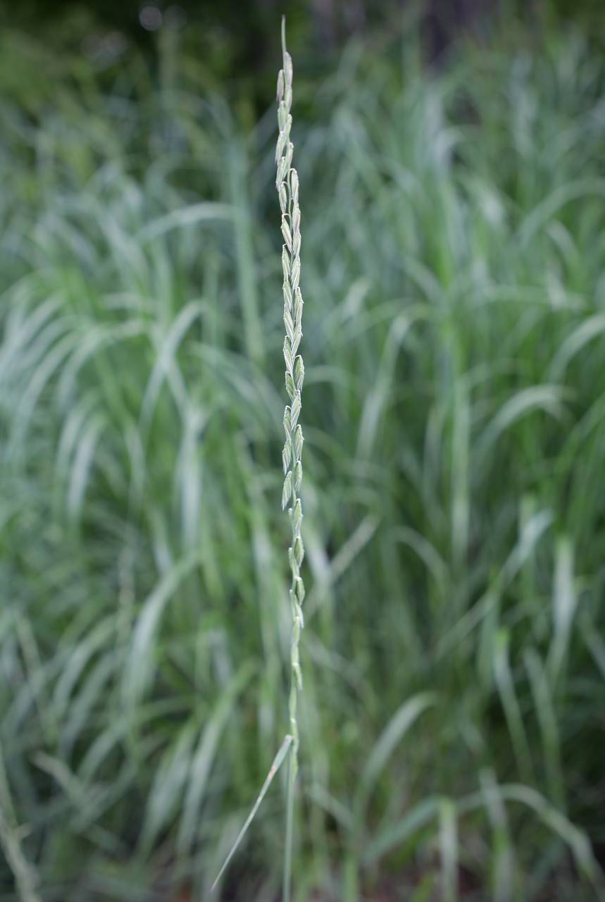 Photo of Sideoats Grama