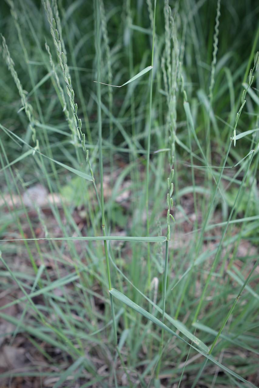 Photo of Sideoats Grama