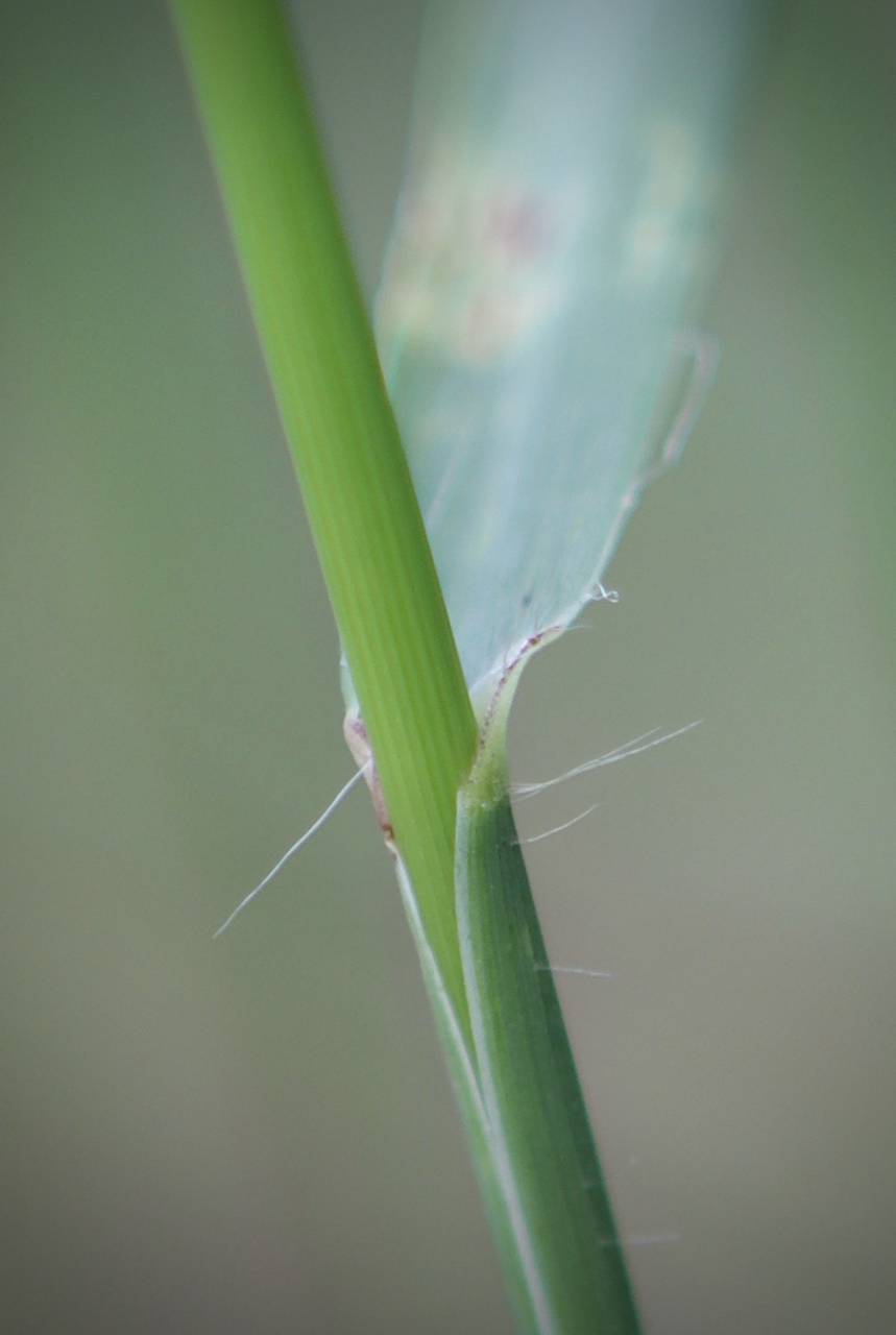 Photo of Sideoats Grama