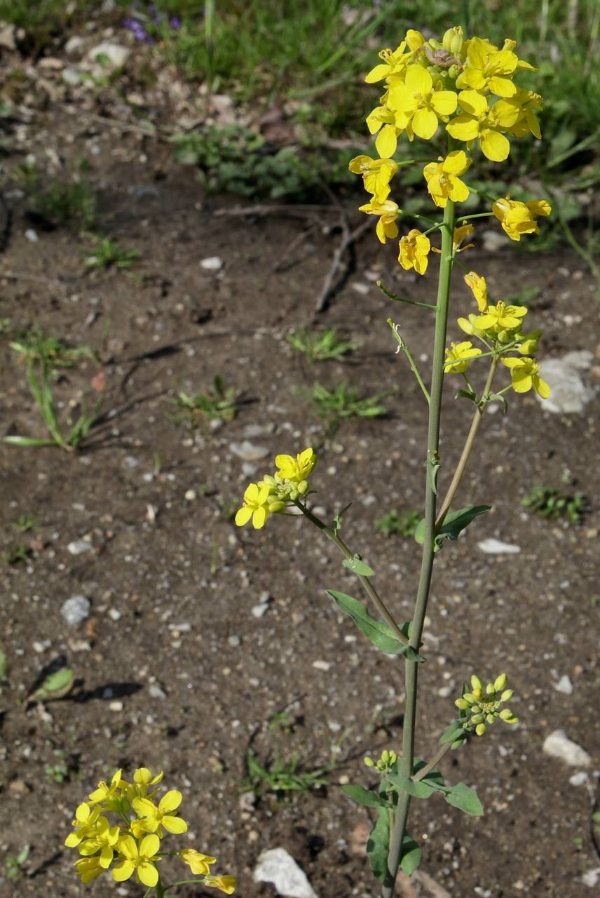 Photo of Field Mustard