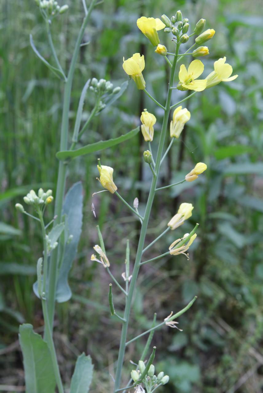 Photo of Field Mustard