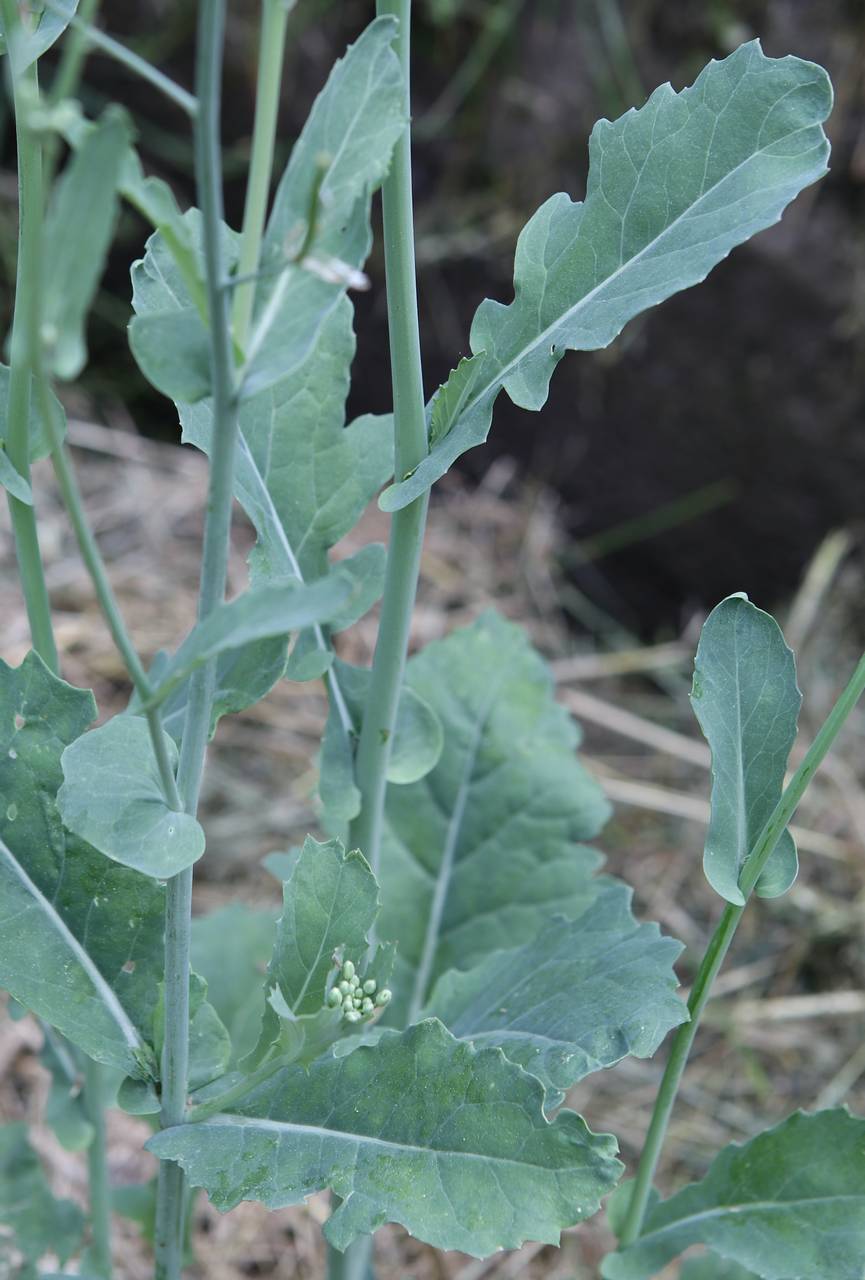 Photo of Field Mustard