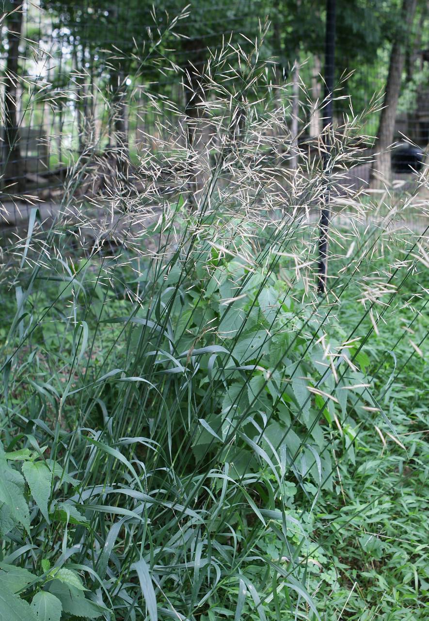 Photo of Smooth Brome