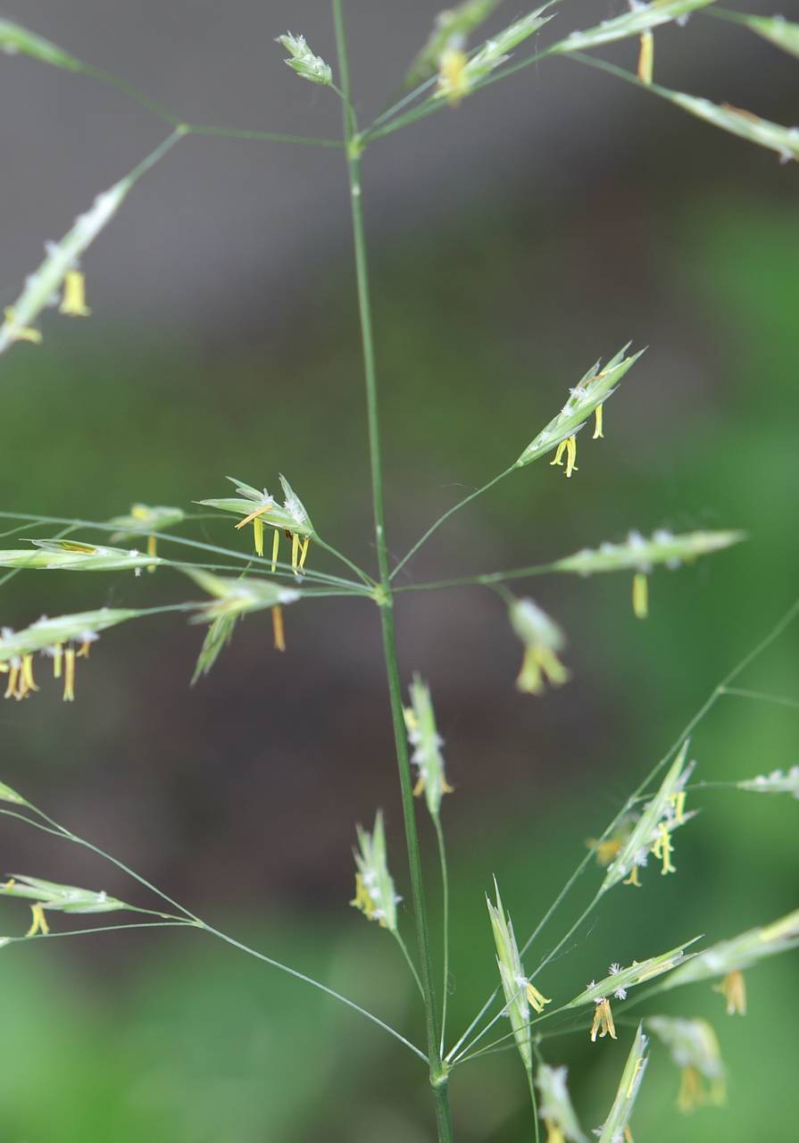 Photo of Smooth Brome