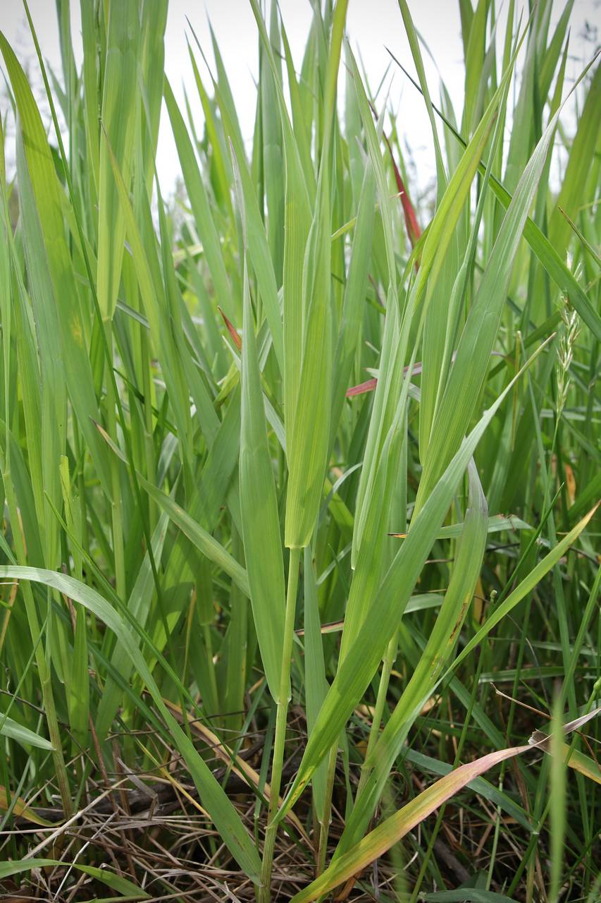 Photo of Smooth Brome