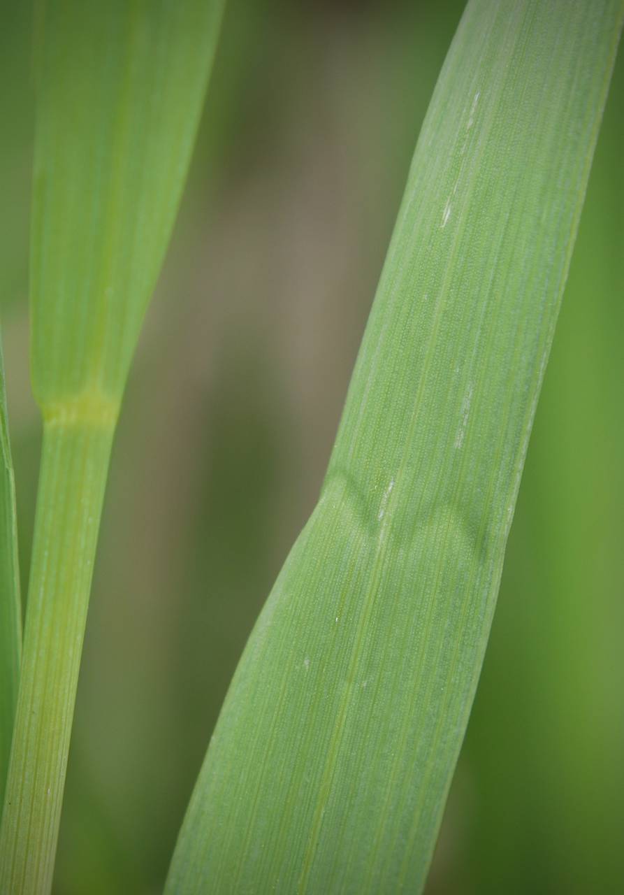Photo of Smooth Brome