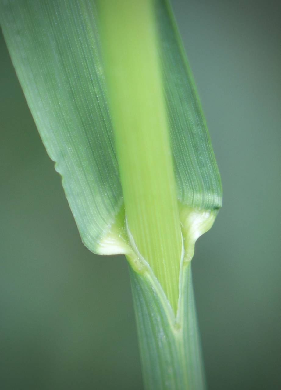Photo of Smooth Brome