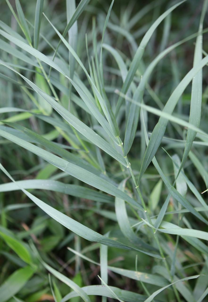 Photo of Smooth Brome