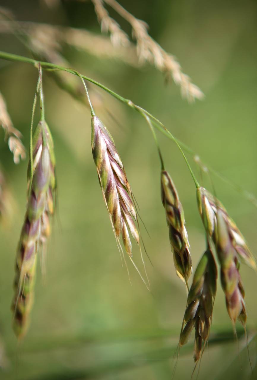 Photo of Japanese Brome