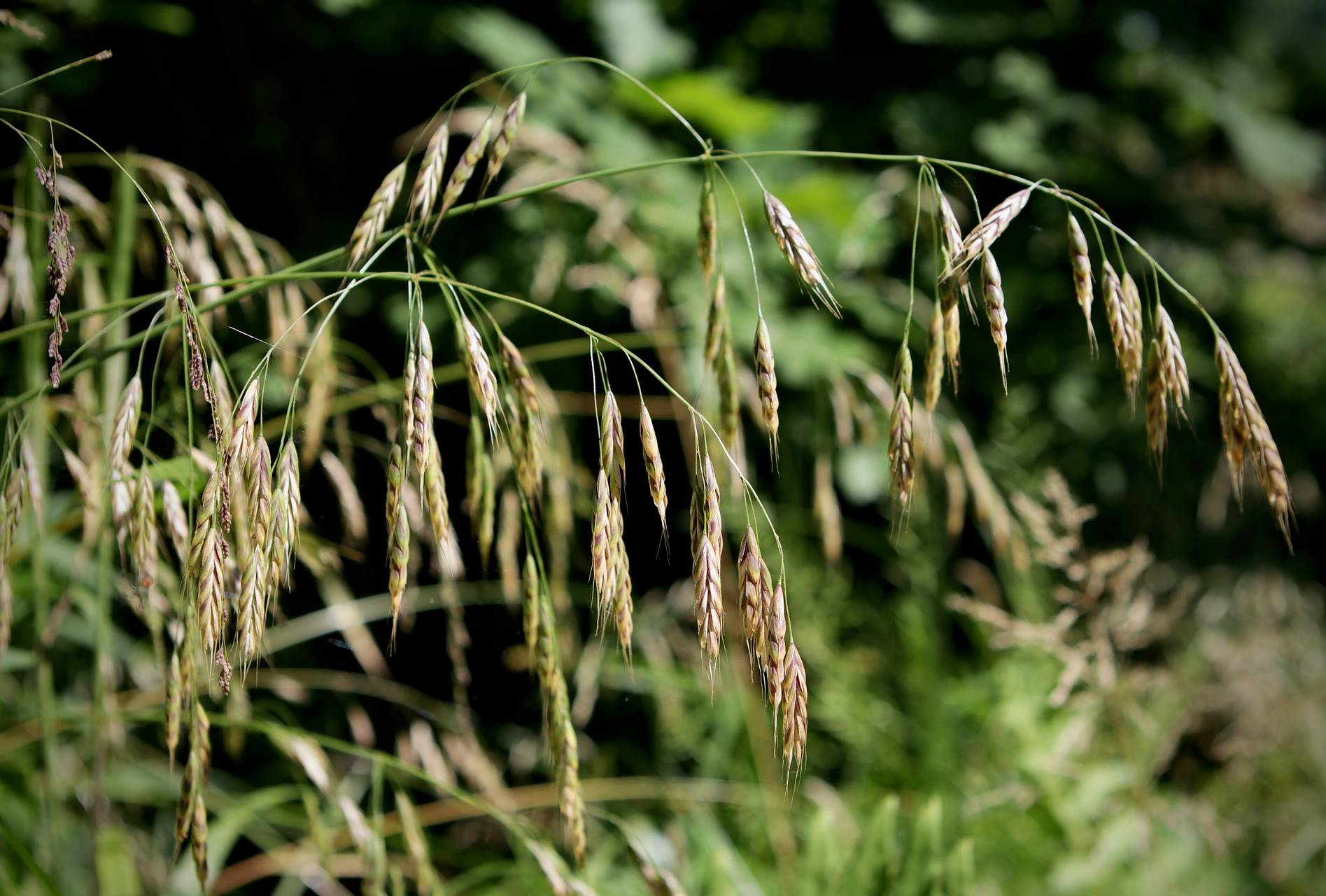 Photo of Japanese Brome