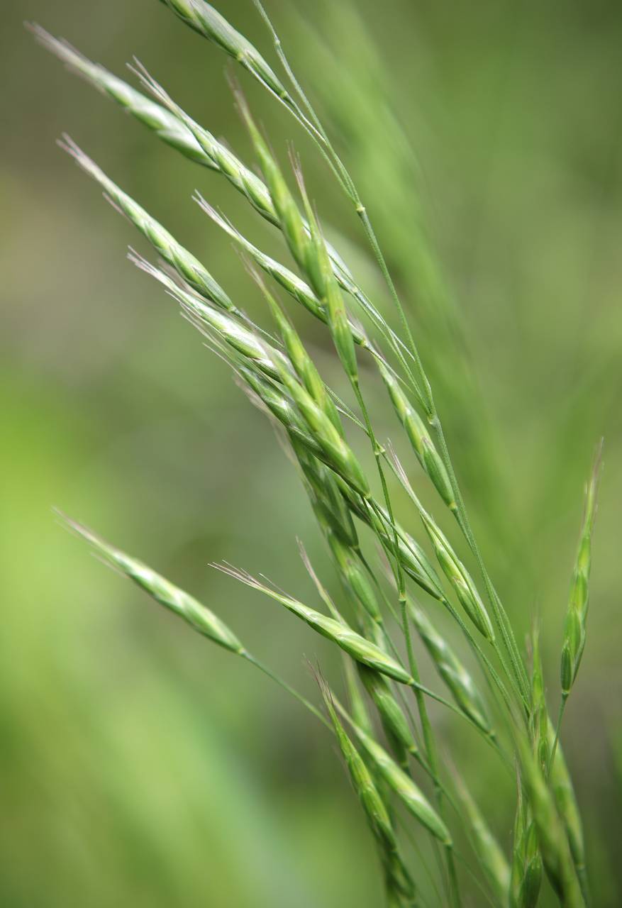 Photo of Japanese Brome