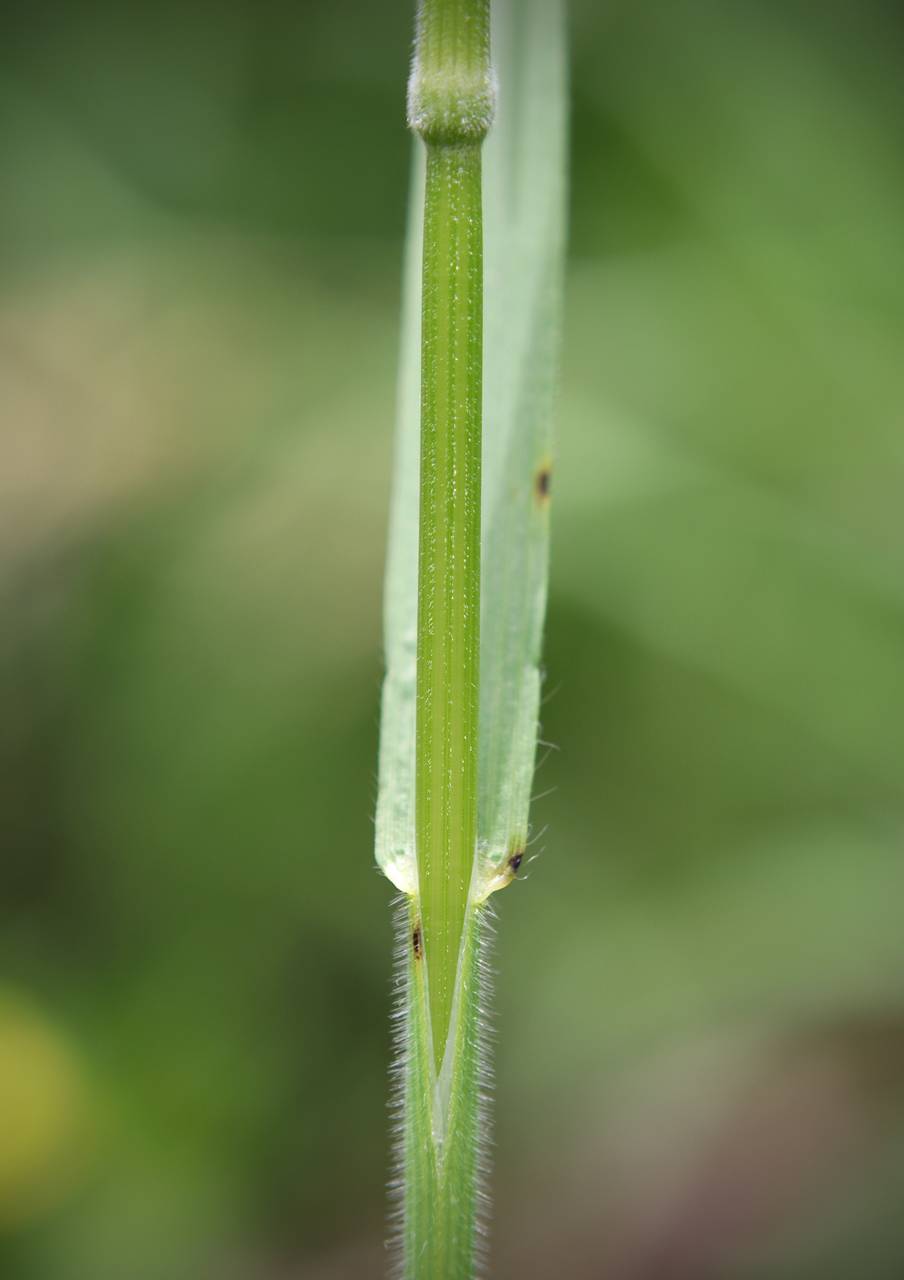 Photo of Japanese Brome