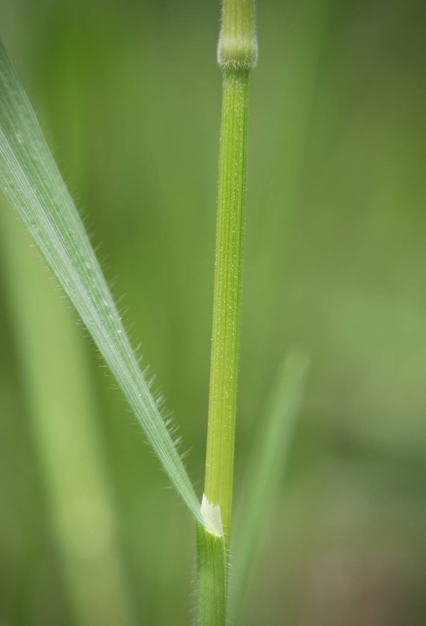 Photo of Japanese Brome