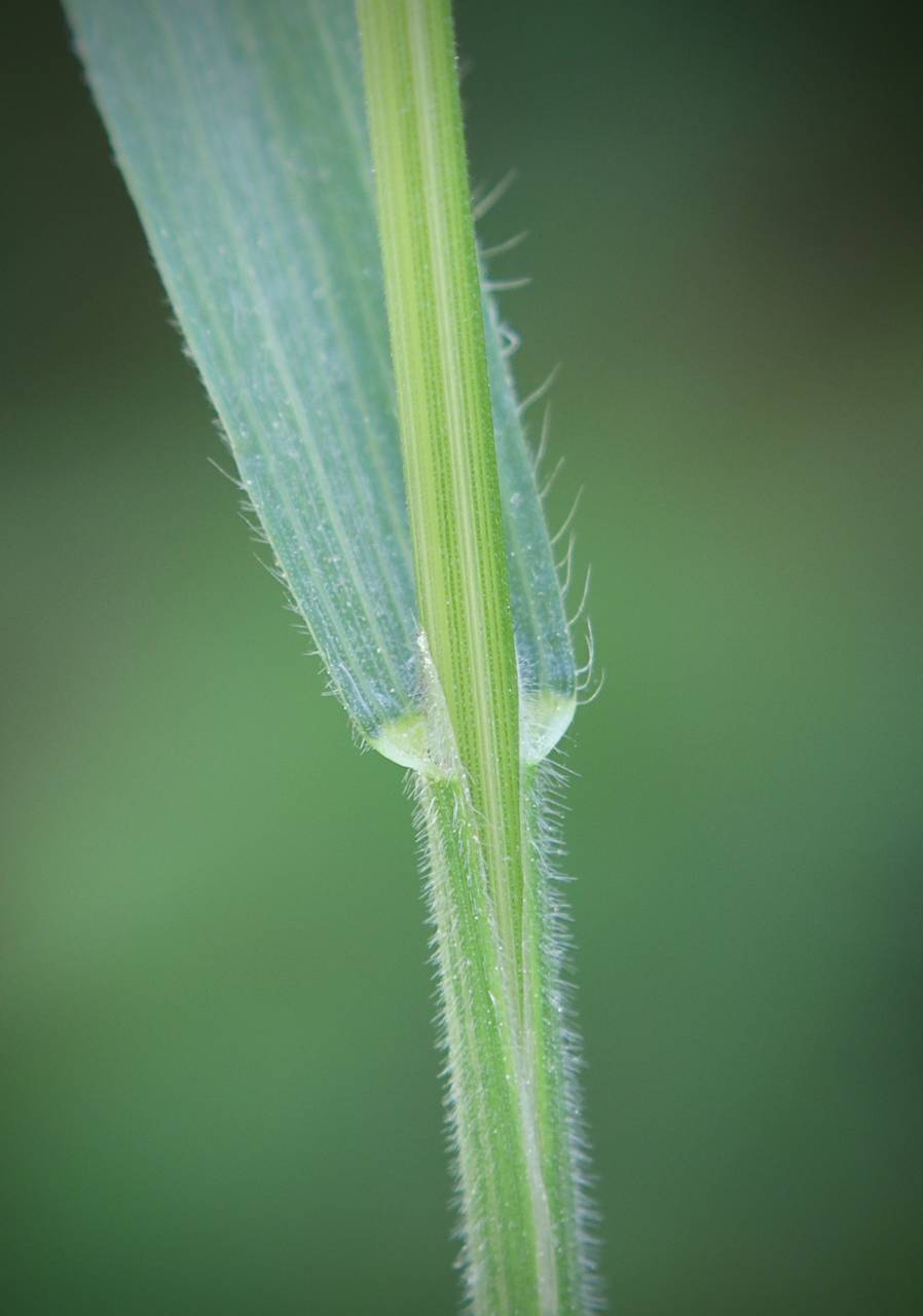 Photo of Japanese Brome