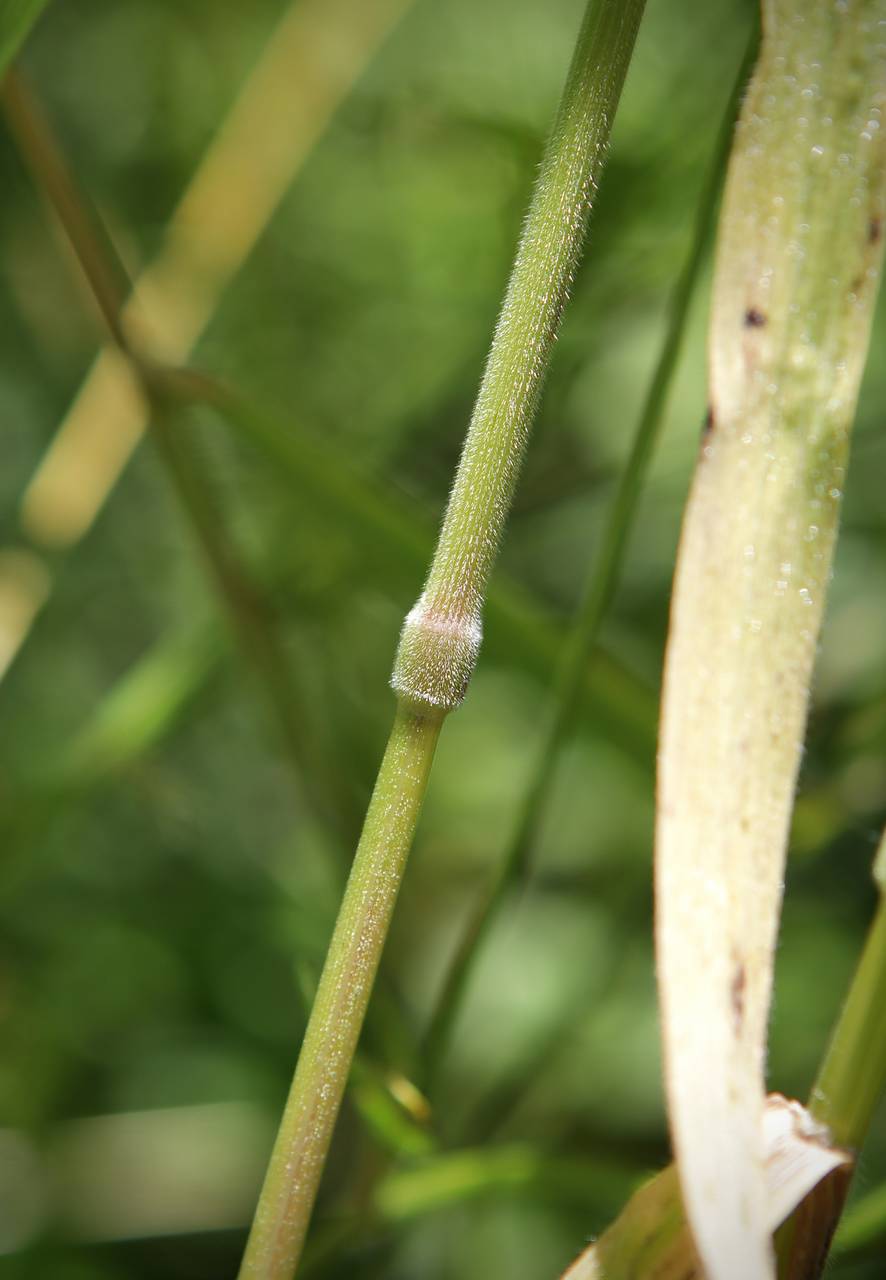 Photo of Japanese Brome