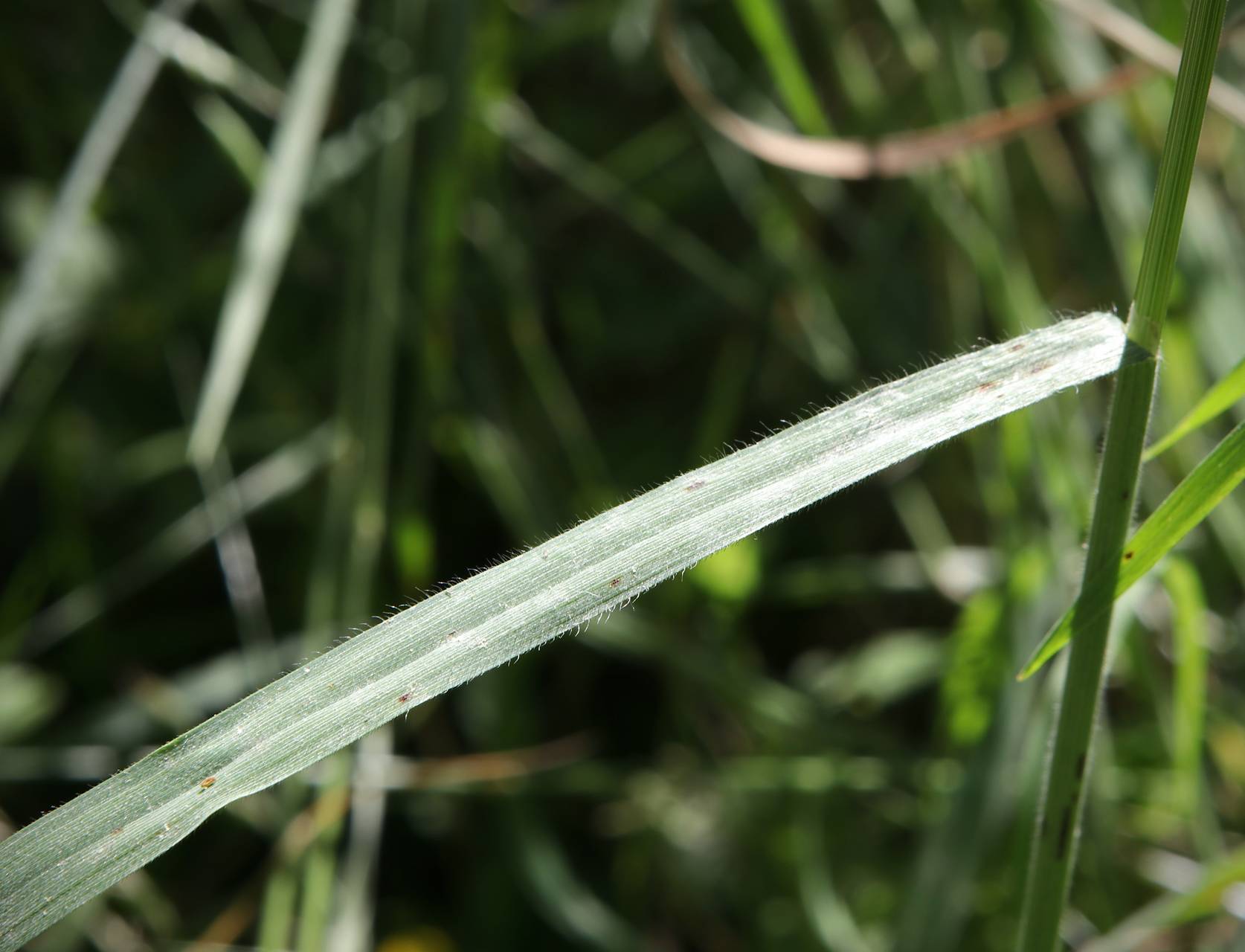 Photo of Japanese Brome