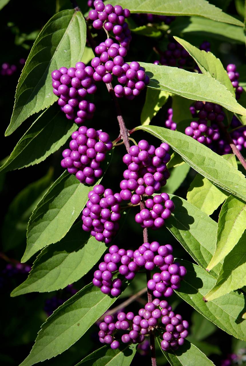 Photo of American Beautyberry