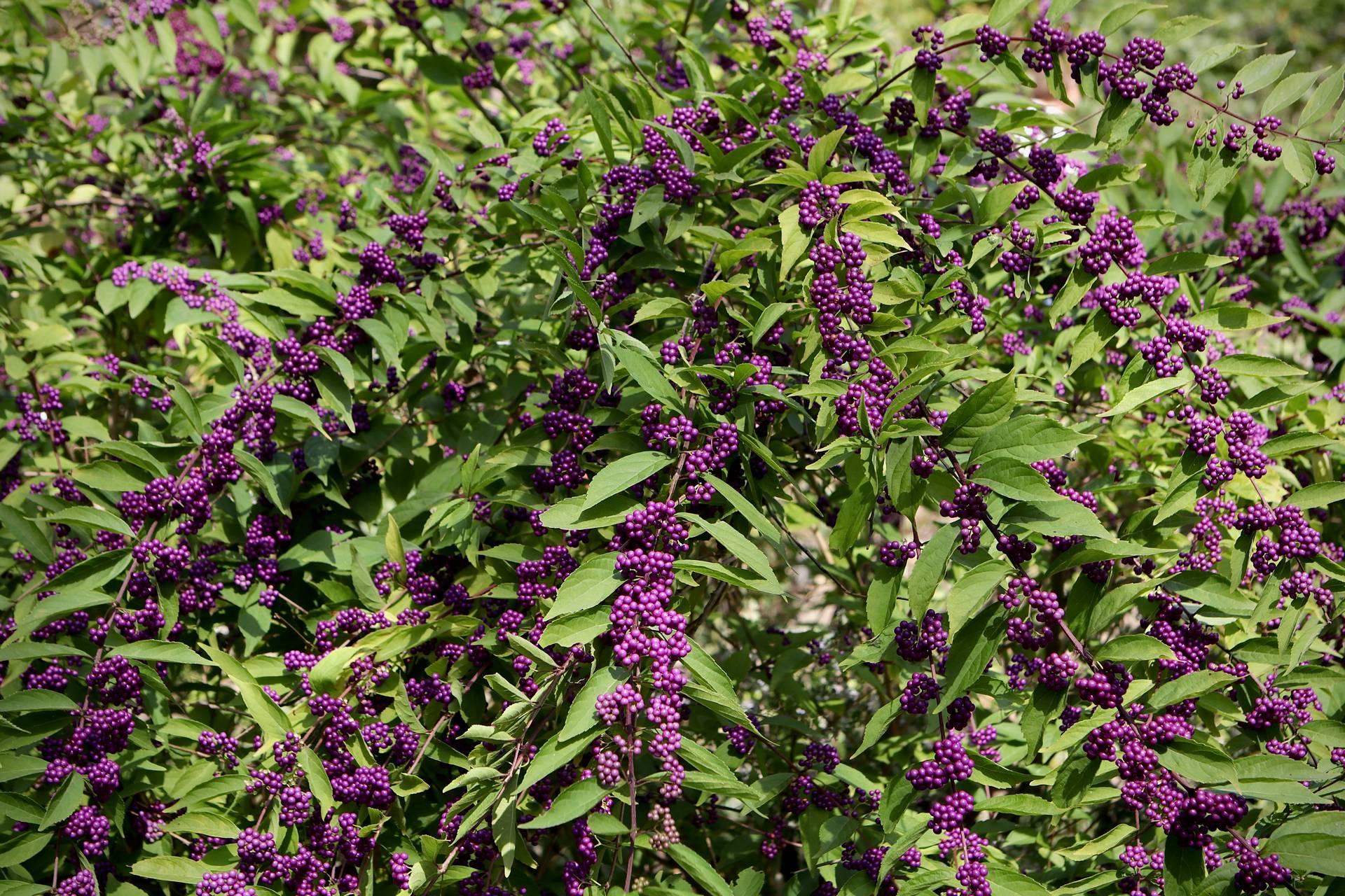 Photo of American Beautyberry