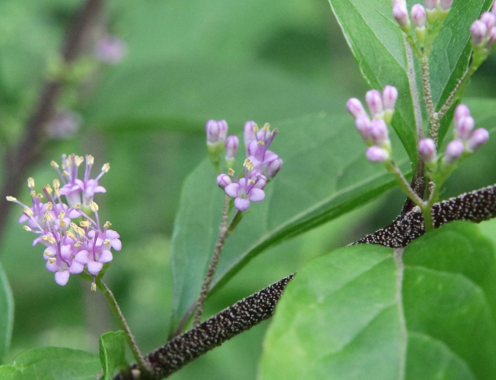 Photo of American Beautyberry