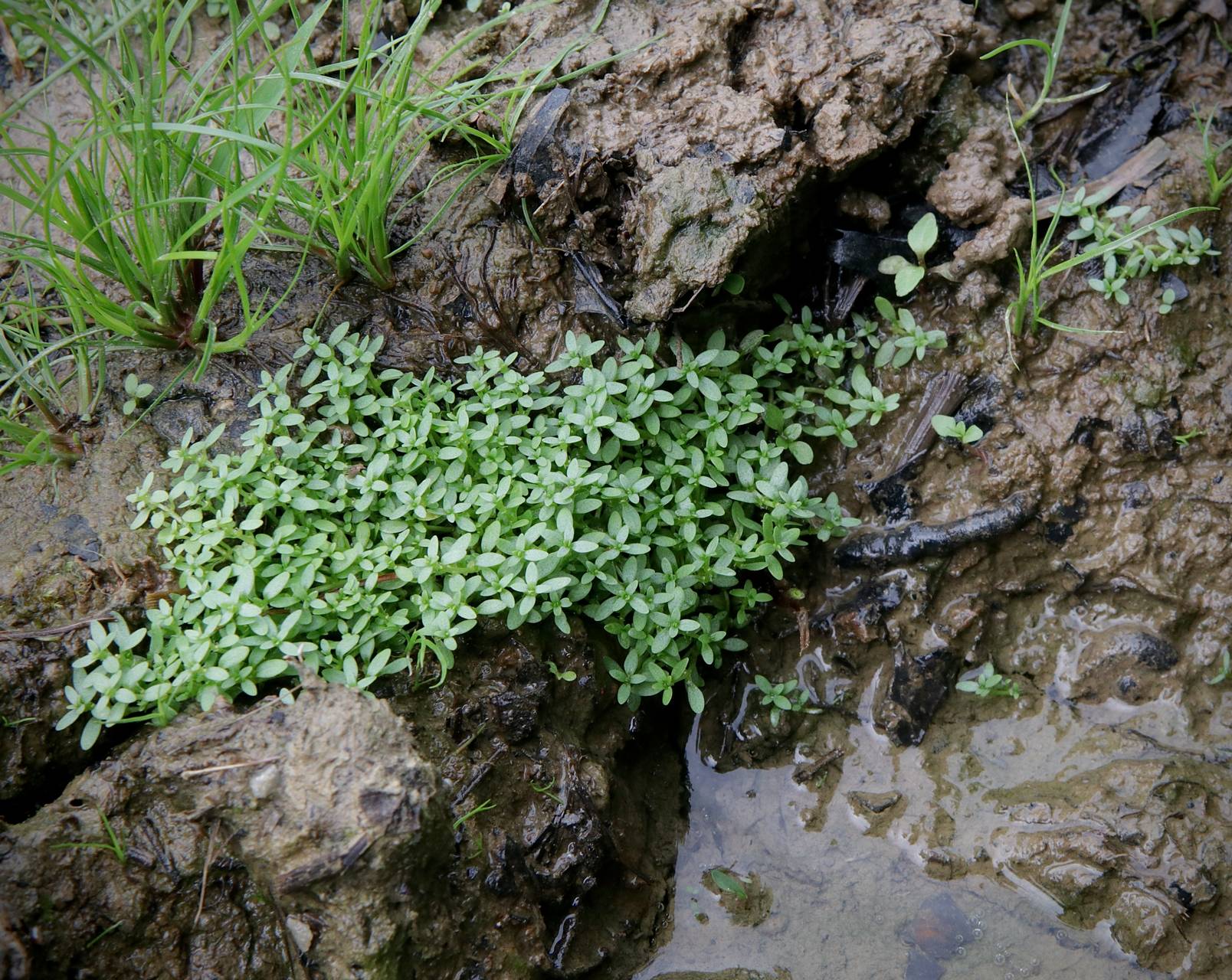 Photo of Terrestrial Starwort