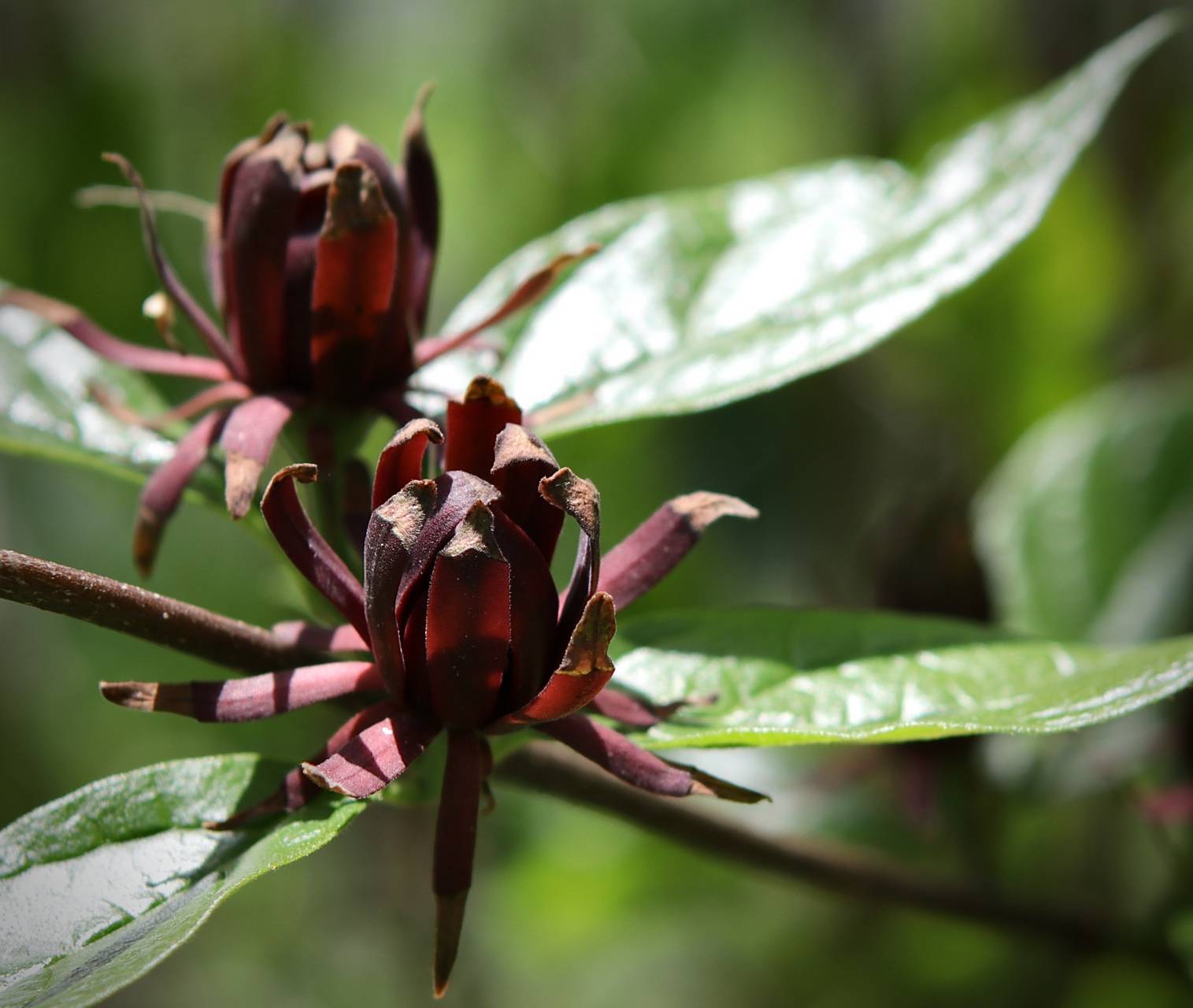 Photo of Eastern Sweetshrub