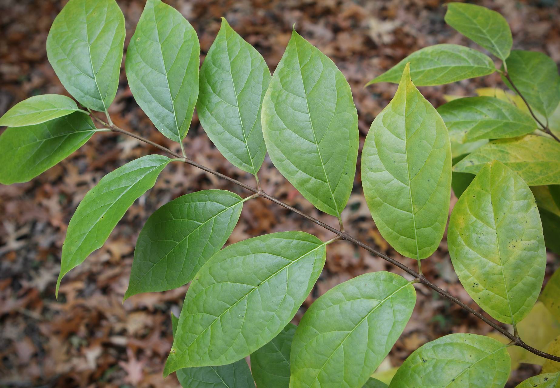 Photo of Eastern Sweetshrub