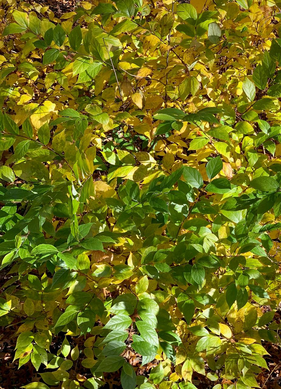 Photo of Eastern Sweetshrub