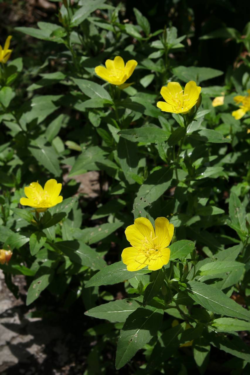 Photo of Yellow Sundrops