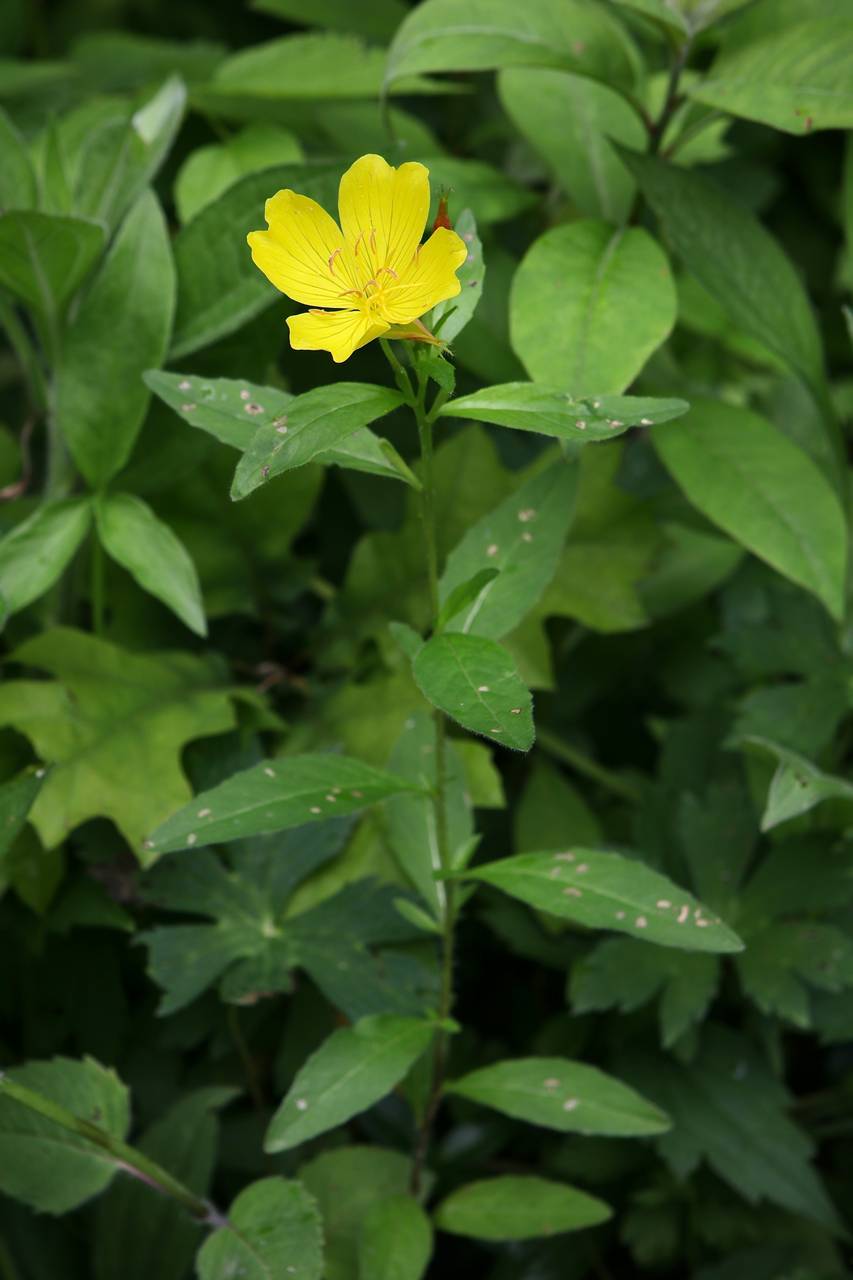 Photo of Yellow Sundrops
