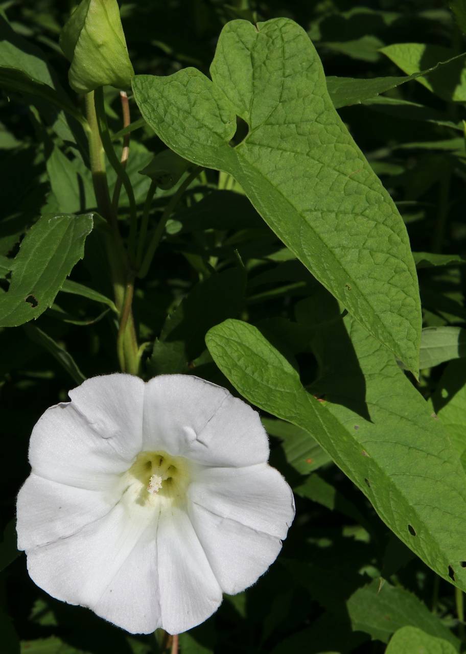 Photo of Hedge Bindweed