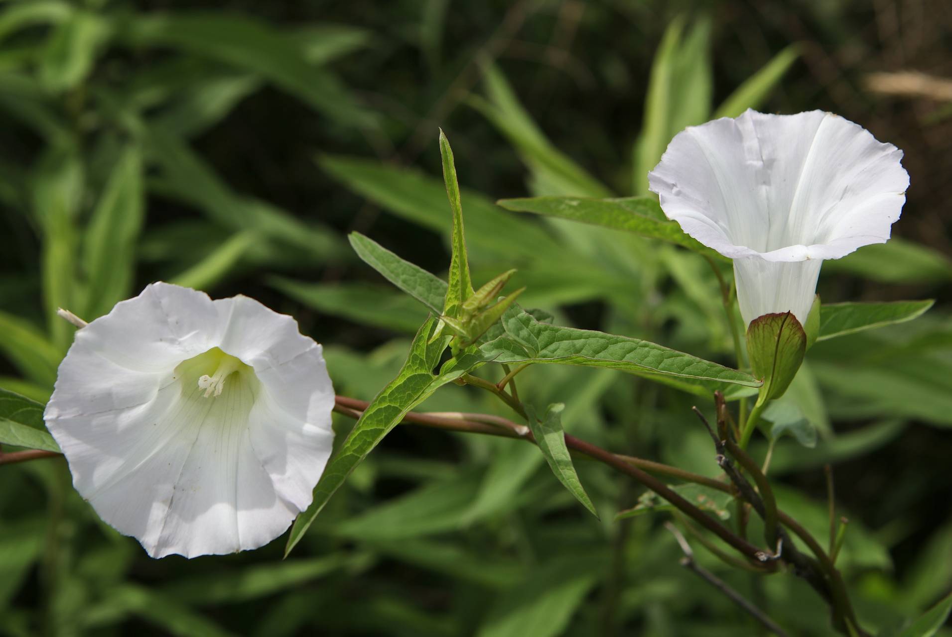 Photo of Hedge Bindweed