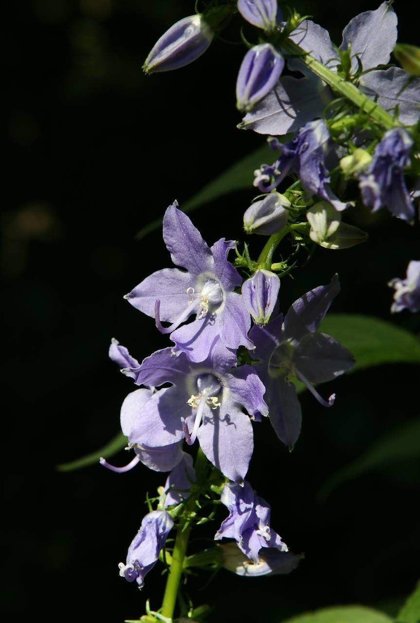 Photo of Tall Bellflower