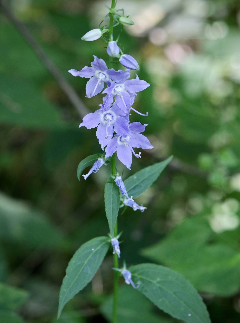 Photo of Tall Bellflower