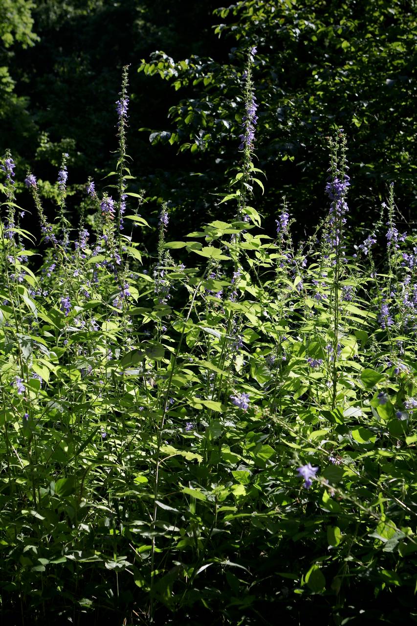Photo of Tall Bellflower