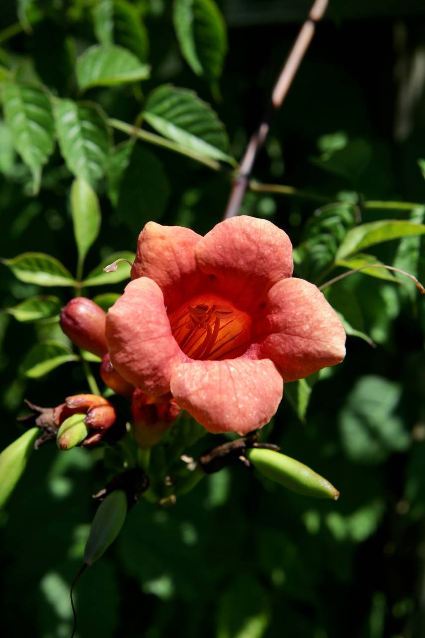Photo of Trumpet Vine